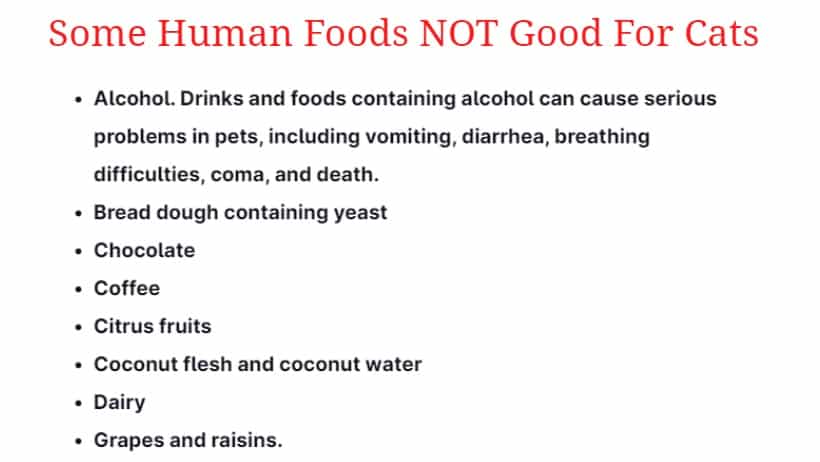 Some Human Foods NOT Good For Cats